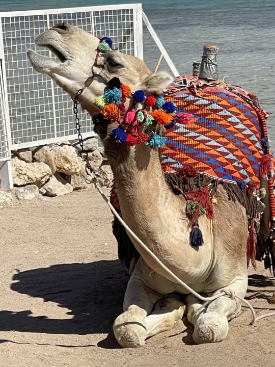 Strand Makadi Spa - Adults only