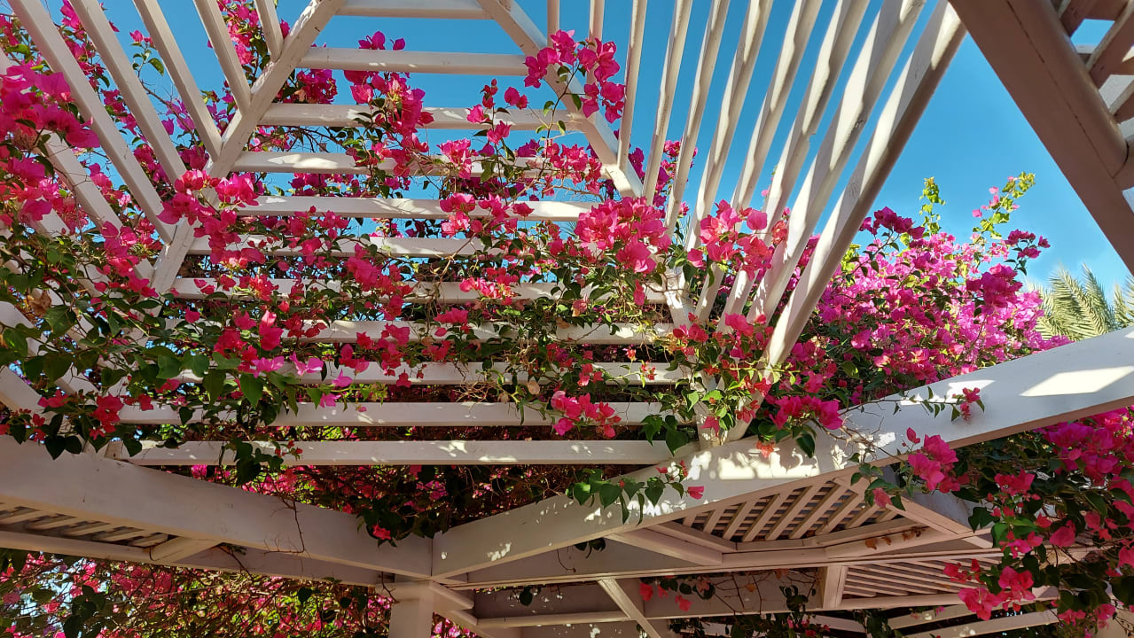 Sonstiges Desert Rose