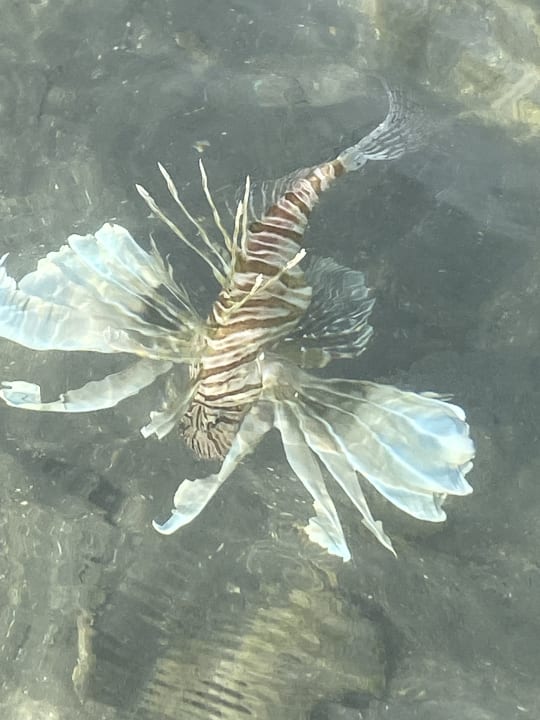 Sport & Freizeit Steigenberger Coraya Beach - Adults only