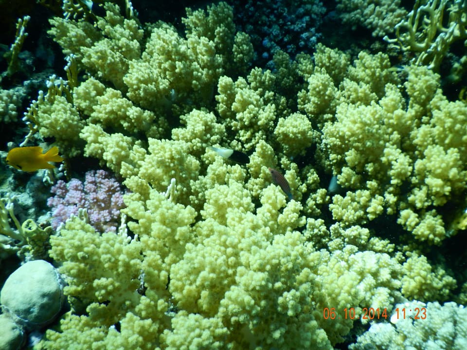 Rafa przy plaży Serenity Alma Heights