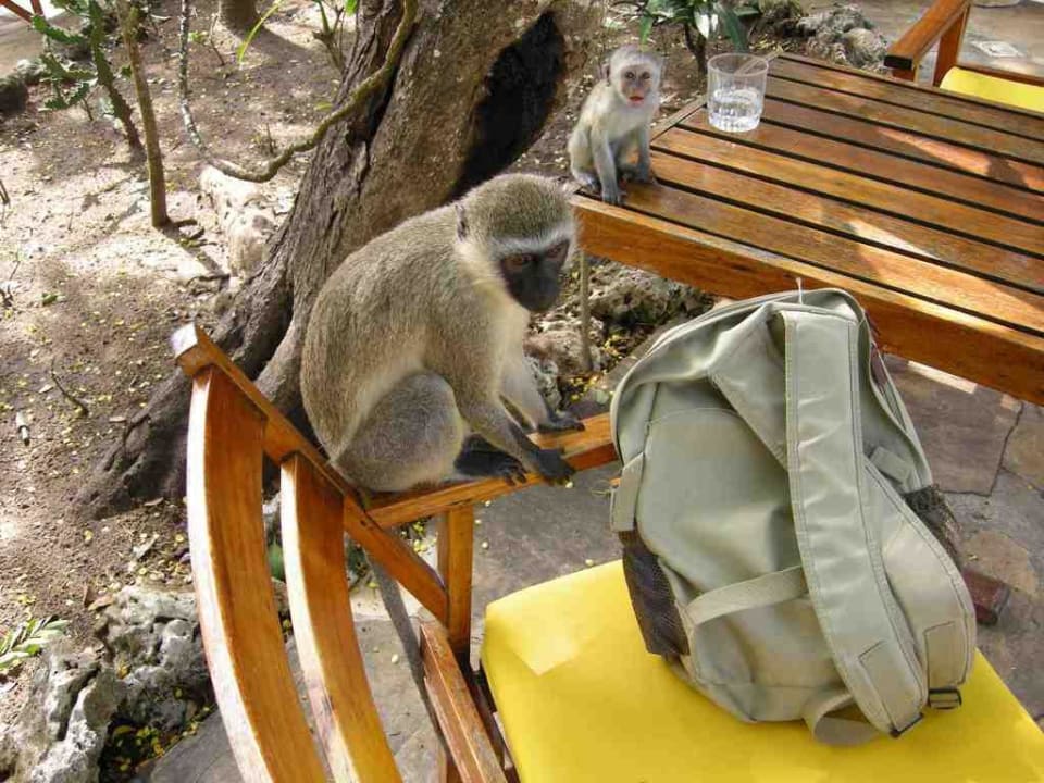 Affen beim Buffet Hotel Papillon Lagoon Reef