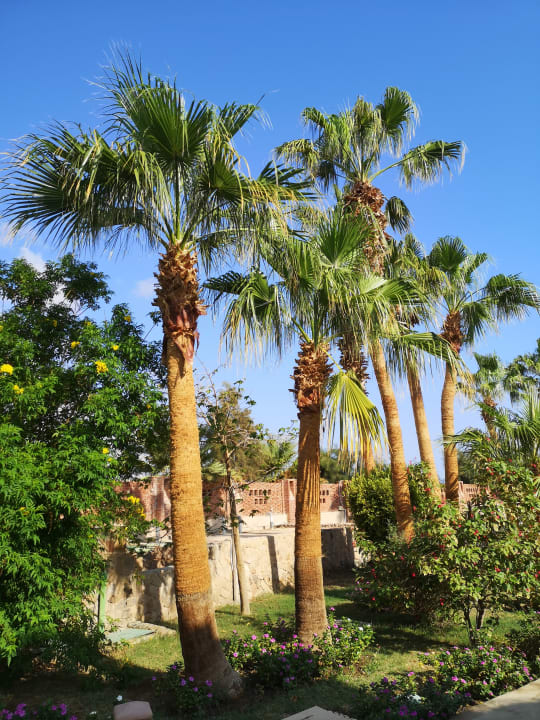 Gartenanlage Shams Alam Beach Resort