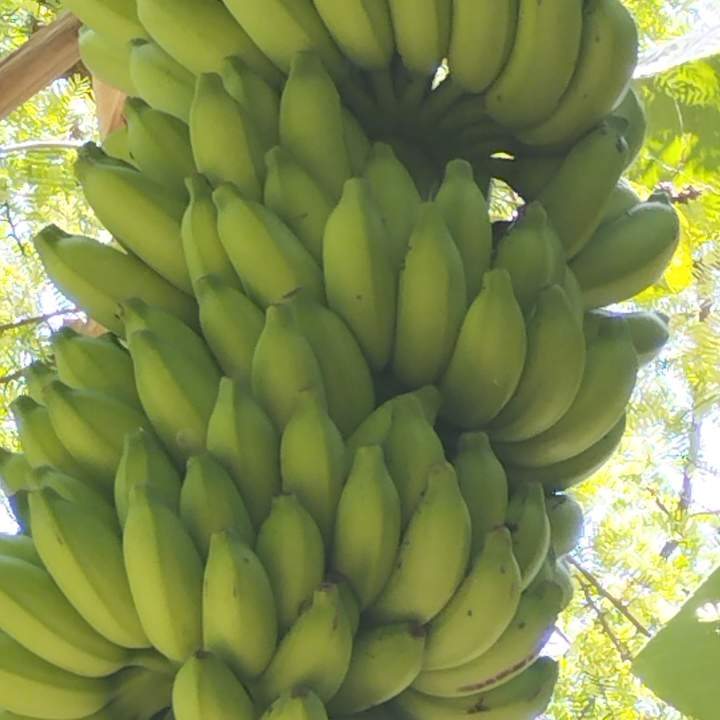 Gartenanlage Fihalhohi Maldives