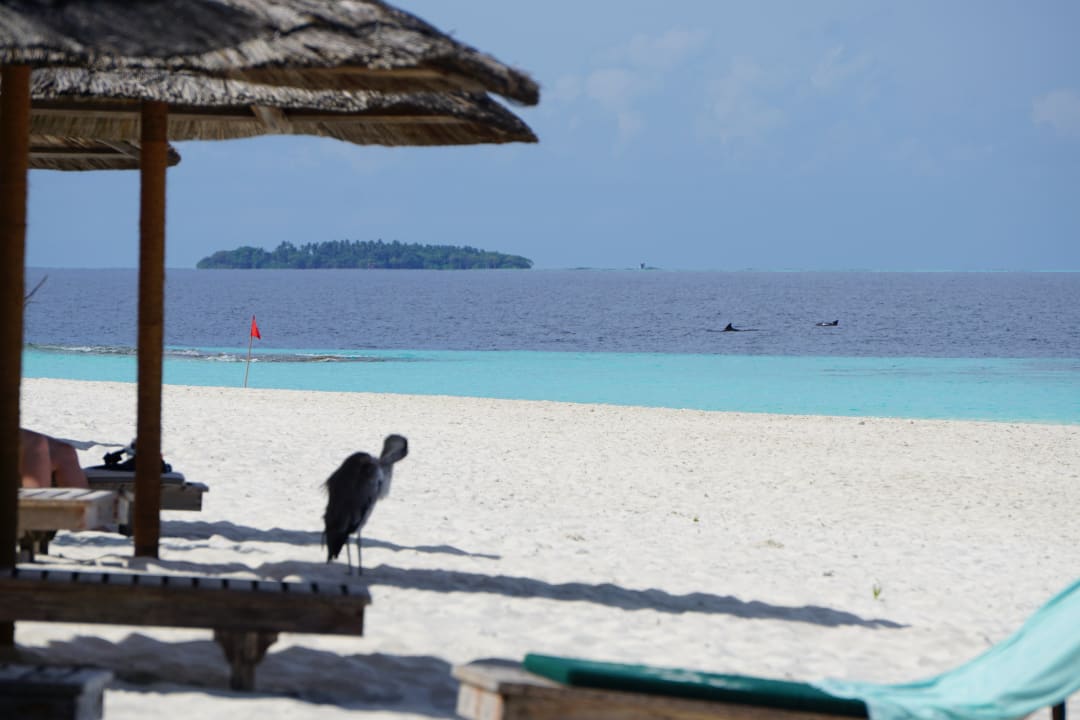 Delphine im Hintergrund am Hausriff NH Collection Maldives Reethi Resort