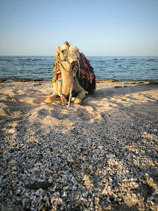 Sport & Freizeit Three Corners Sea Beach Resort