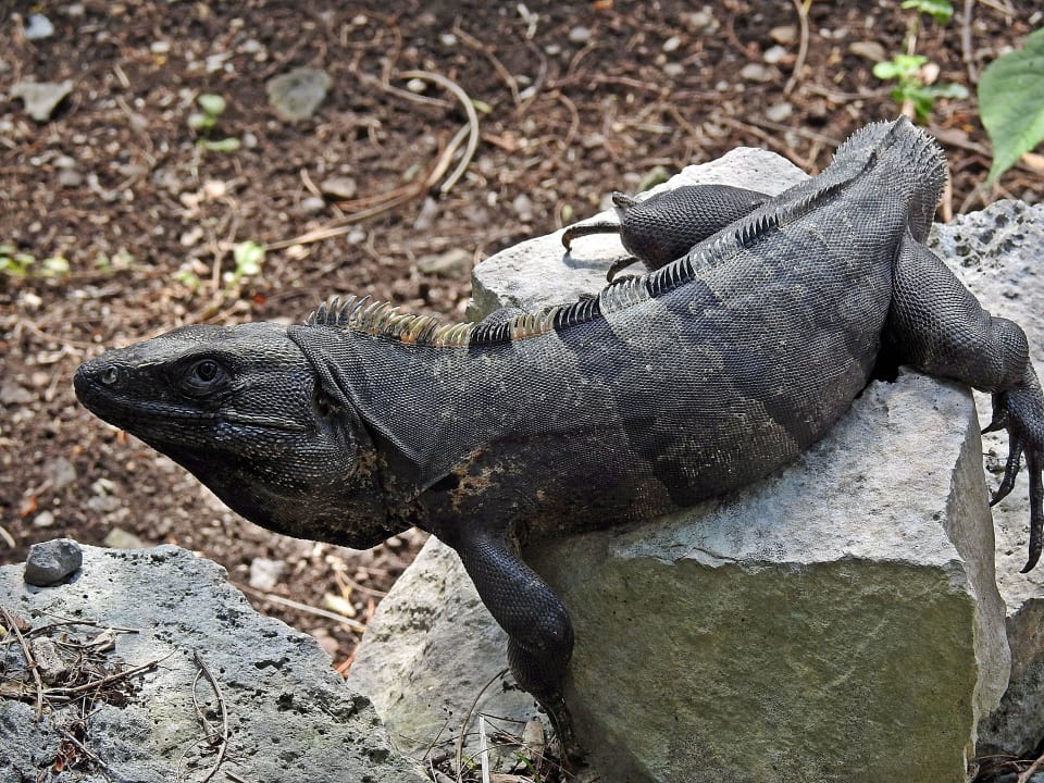 Der war so 80 cm lang... Akumal Bay Beach & Wellness Resort