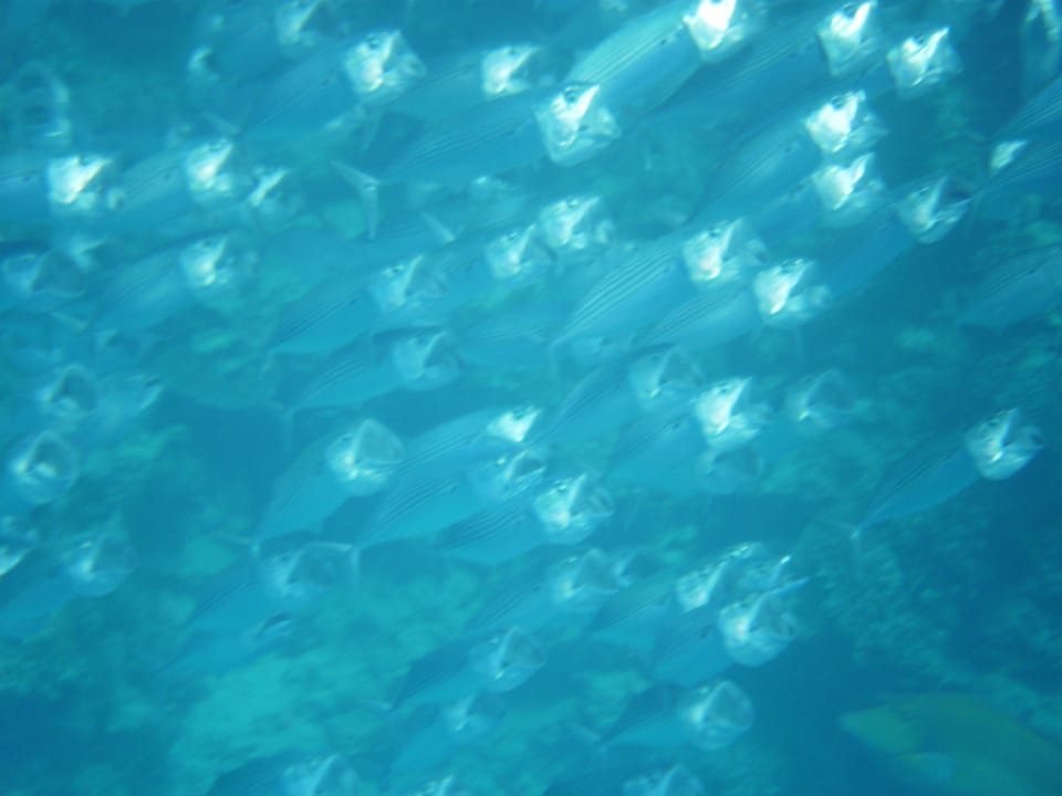 Tauchen und schnorcheln Brayka Bay Resort