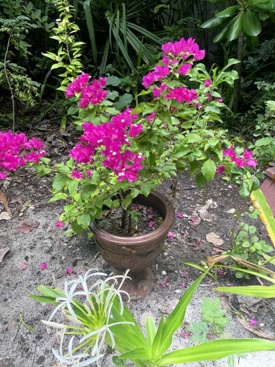 Gartenanlage NH Collection Maldives Reethi Resort