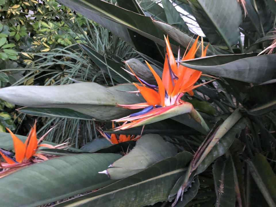 Gartenanlage Sunis Evren Beach Resort Hotel & Spa