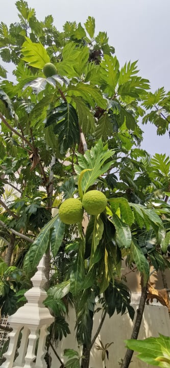 Sonstiges Maikhao Palm Beach Resort