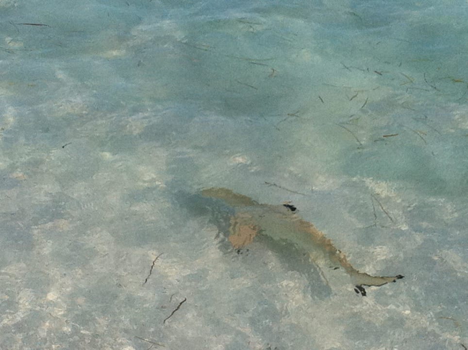 Kleines Katzenhei Kuredu Island Resort & Spa