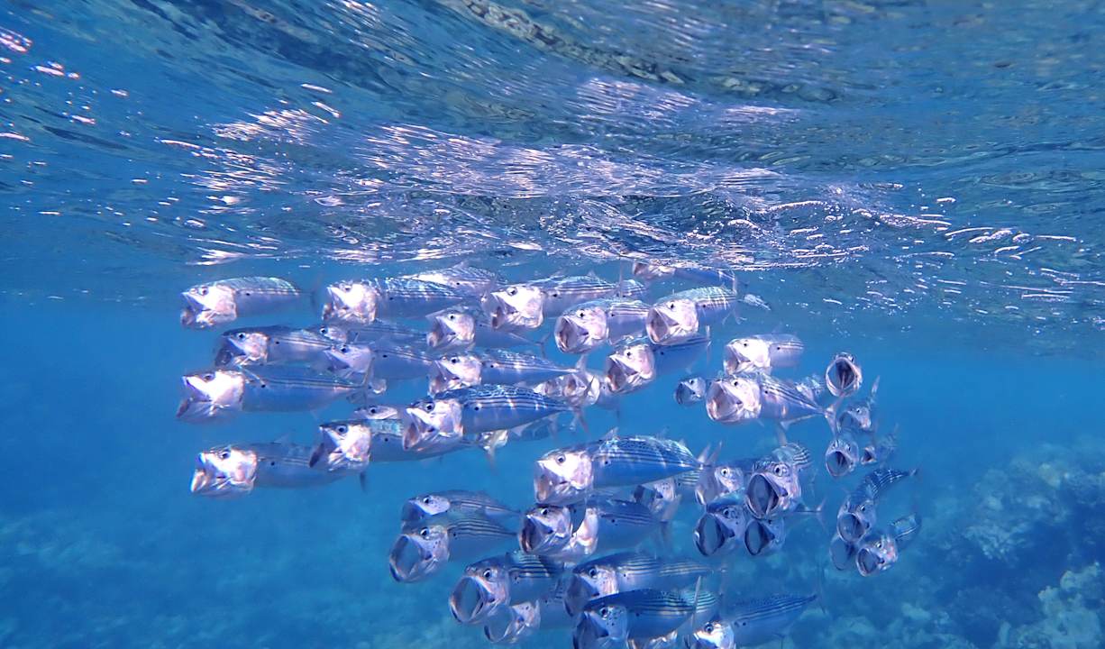 Sonstiges Shams Alam Beach Resort