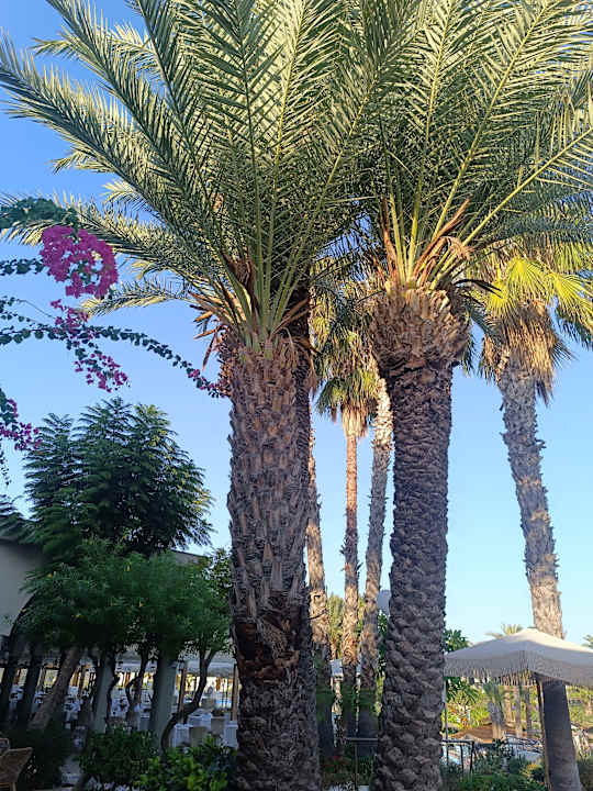 Gartenanlage Atrium Palace Thalasso Spa Resort & Villas