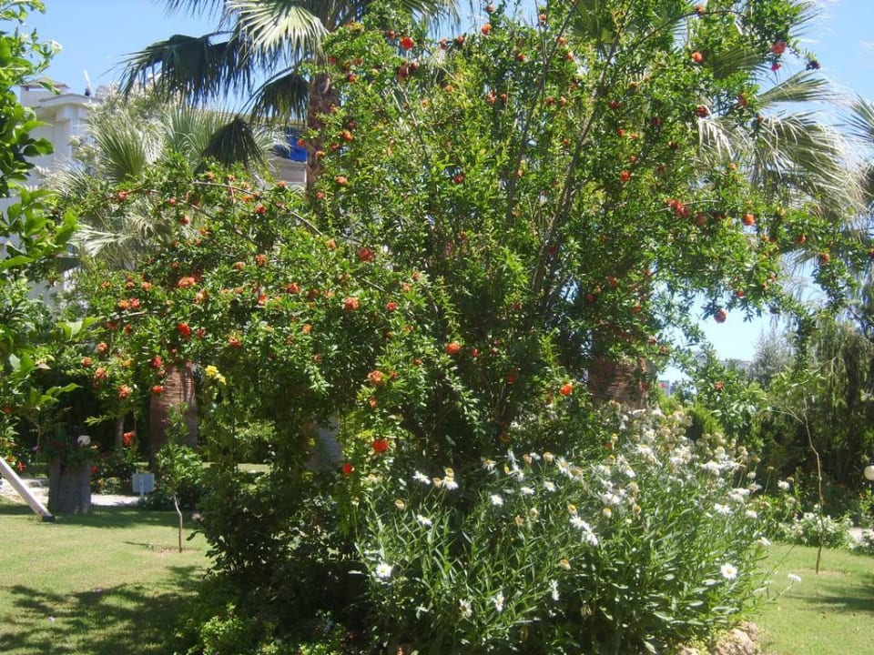 Внутренний двор у корпуса С Aska Hotel Just in Beach