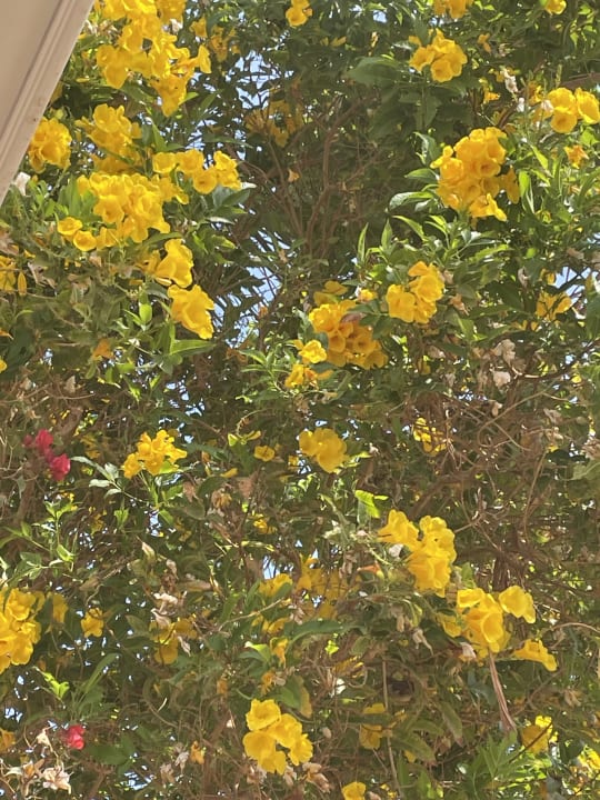 Gartenanlage Desert Rose