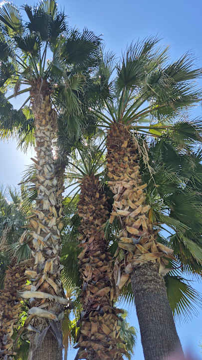 Gartenanlage Labranda Alantur Resort