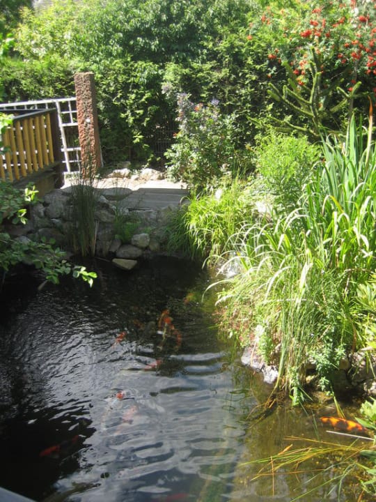 Fischteich Wellness- und Gartenhotel Heusser