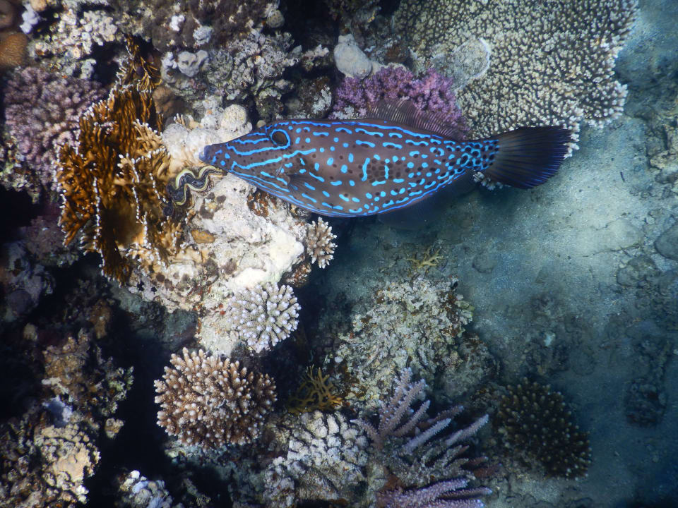 Sport & Freizeit Shams Alam Beach Resort