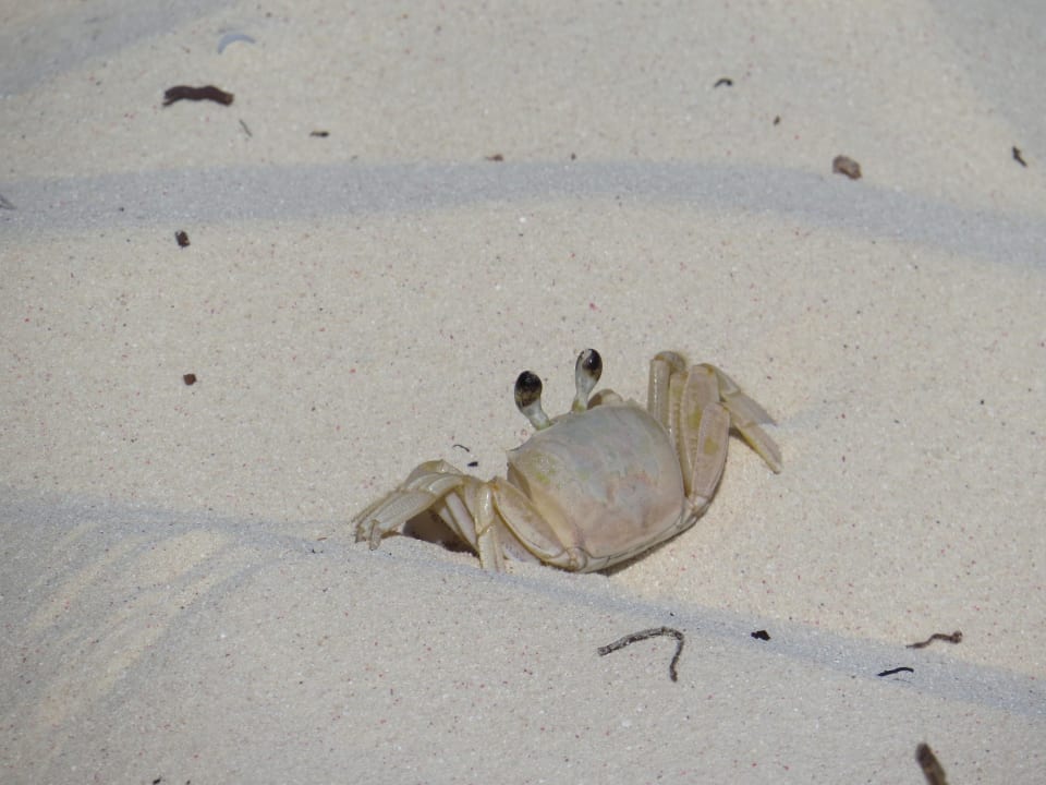 Strand Sol Rio De Luna y Mares