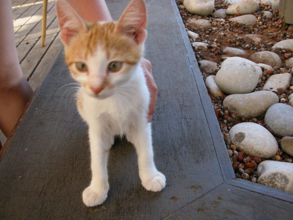 Kotek Calimera Sirens Beach