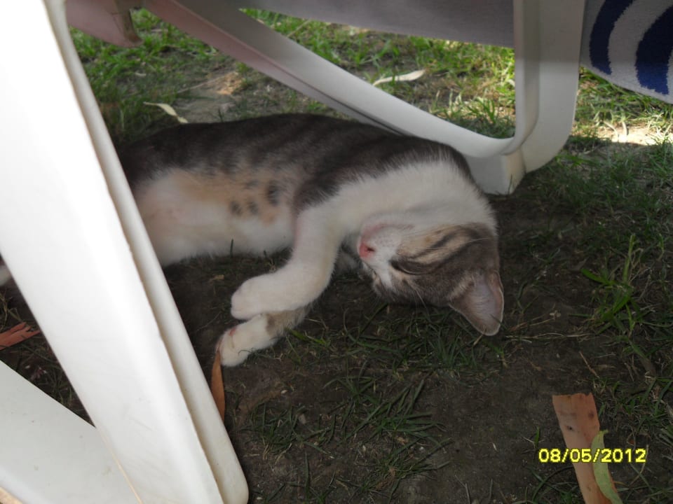 Miezis überall Side Star Elegance