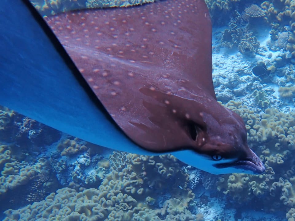 Sport & Freizeit Filitheyo Island Resort