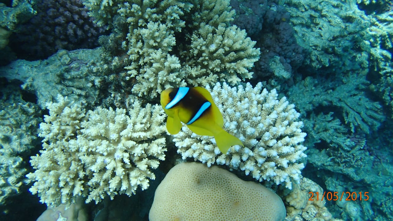 Giftun Schnochelausflug Jaz Makadi Oasis Resort