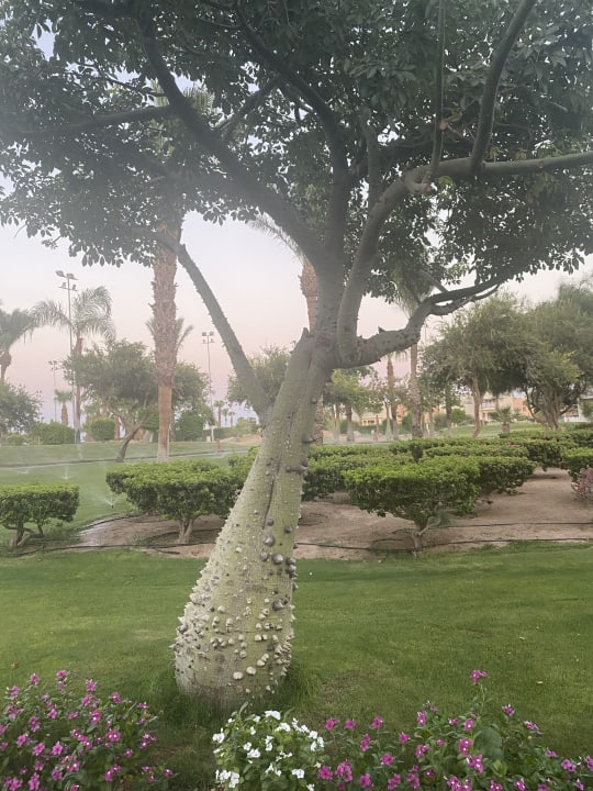 Gartenanlage Steigenberger Aqua Magic