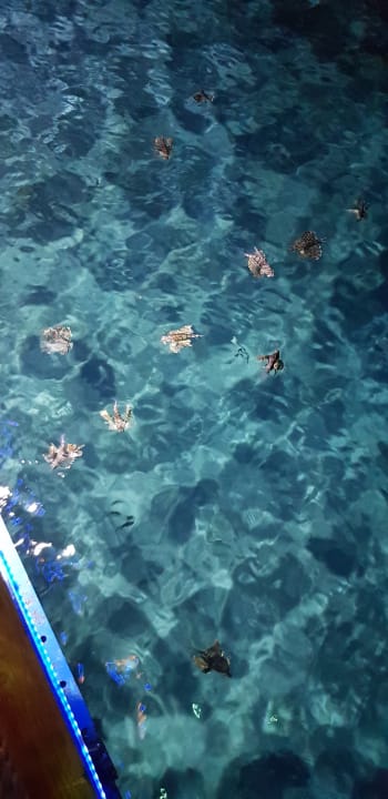 Strand Lido Sharm Hotel