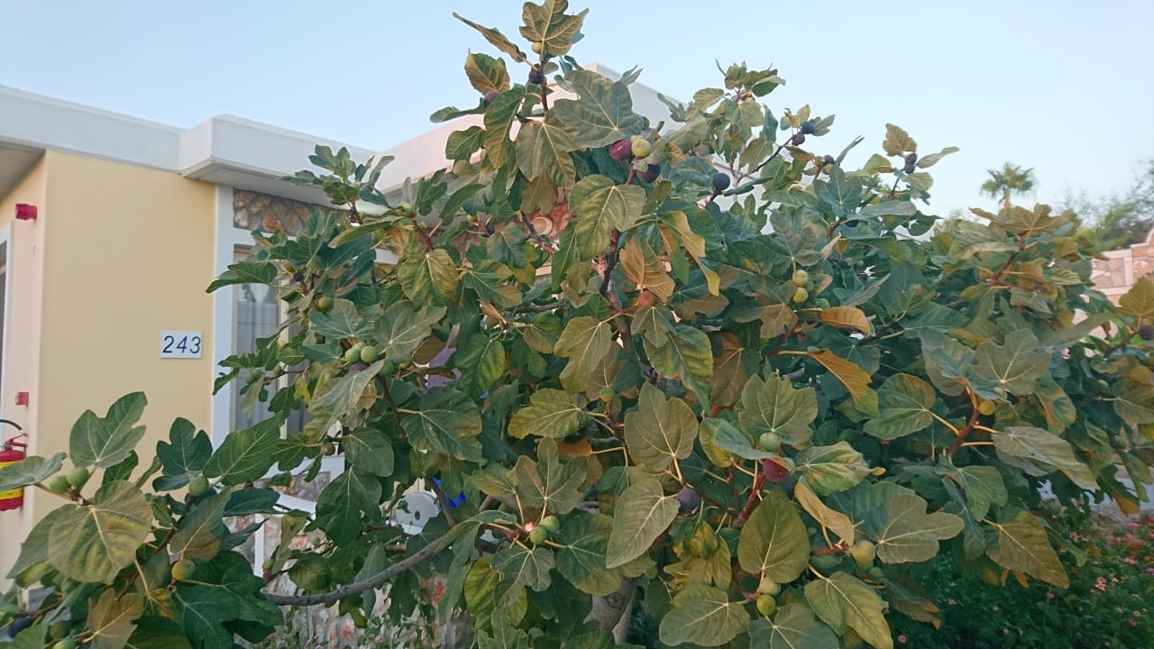 Gartenanlage Hotel Kouros Palace