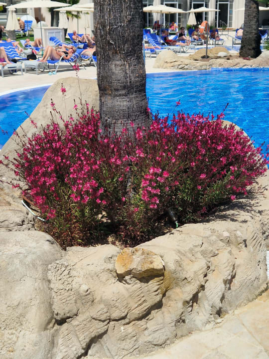 Pool Hipotels Playa la Barrosa