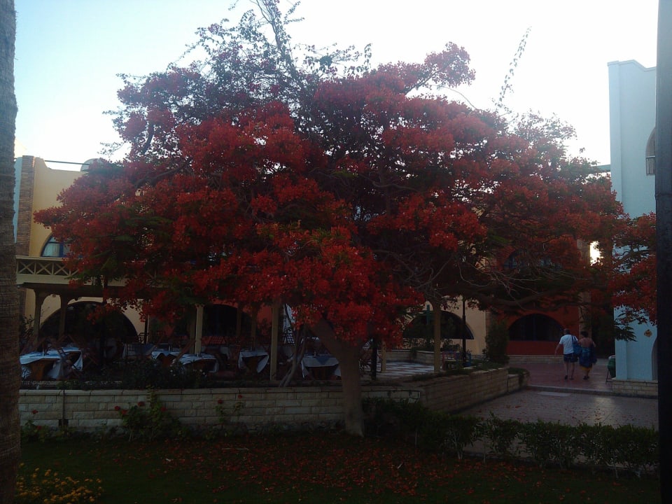 Baum Arabia Azur Resort