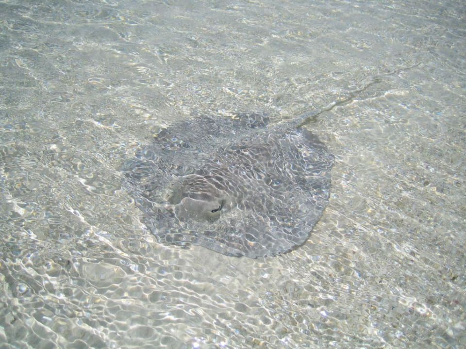 Rochen unterwegs Sun Siyam Vilu Reef