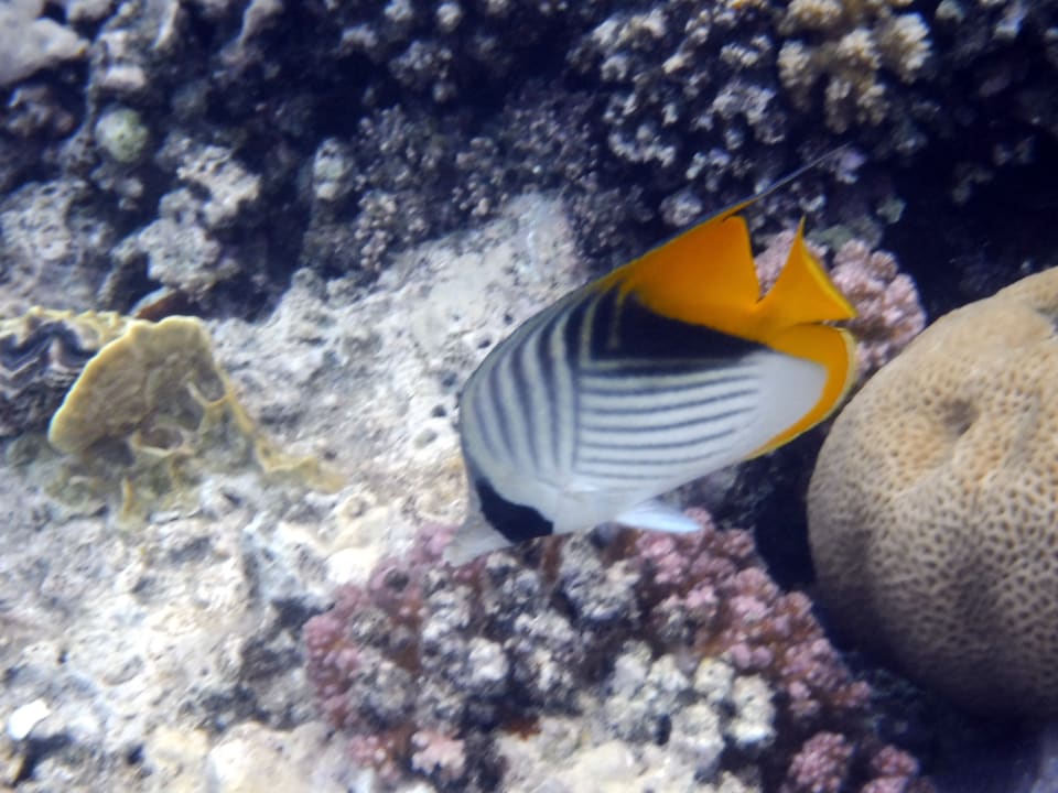 Strand Steigenberger Coraya Beach - Adults only