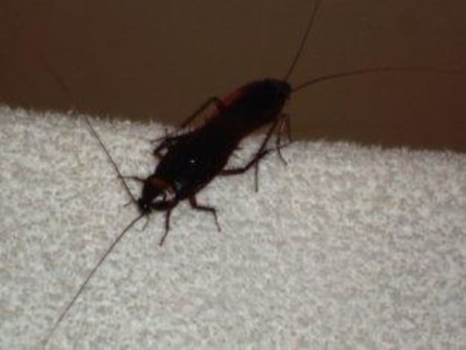 Kakerlaken im Bad, diese hier war ca. 10 cm lang Adaaran Select Meedhupparu Island Resort - Premium All Inclusive