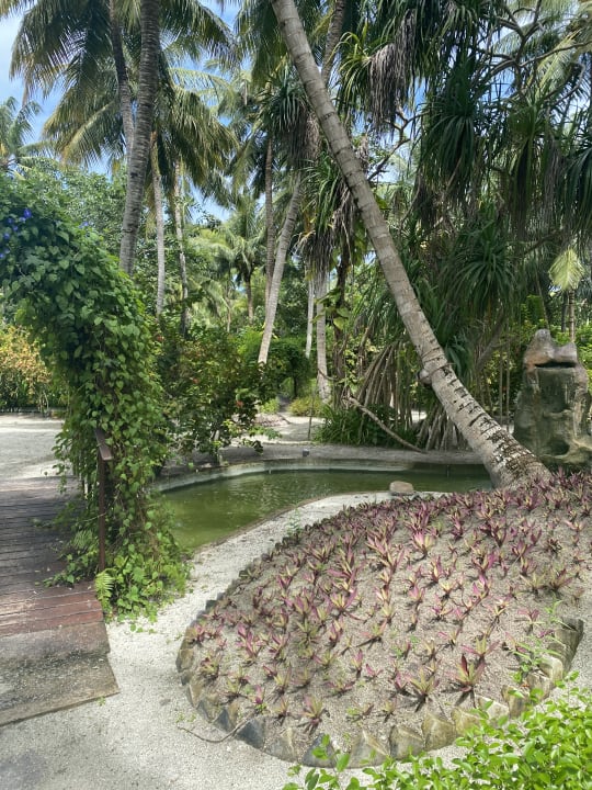 Gartenanlage Adaaran Select Meedhupparu Island Resort - Premium All Inclusive