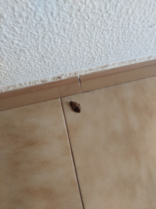 Zimmer Servatur Alameda de Jandía