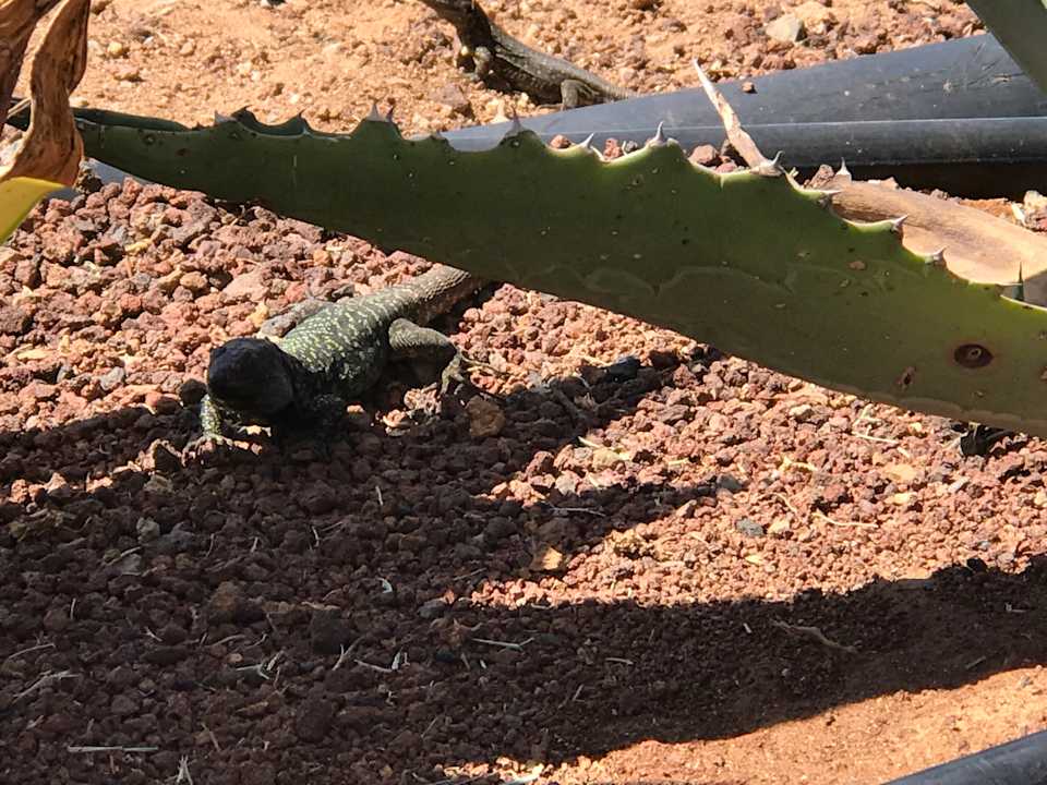 Gartenanlage ROBINSON ESQUINZO PLAYA