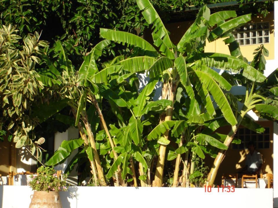 Bananenstaude mit Früchten Hotel Xidas Garden