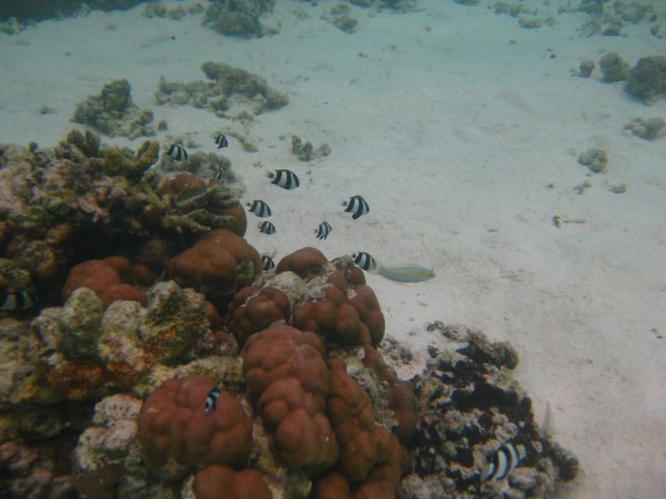 Schnorcheln am Strand Adaaran Select Hudhuran Fushi - Premium All Inclusive