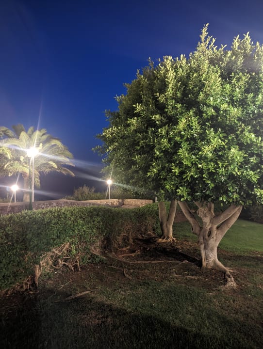 Gartenanlage blau punta reina