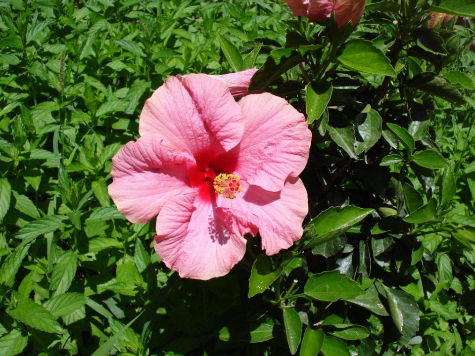 Blume im Garten Özlem Garden Hotel