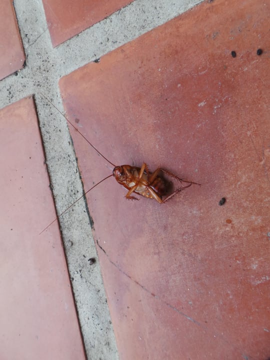 Balkon Sauberkeit läßt zu Wünschen übrig Cape Panwa Hotel