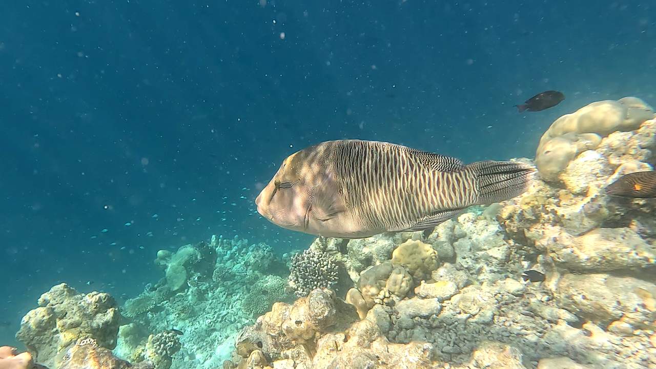 Strand Vilamendhoo Island Resort & Spa