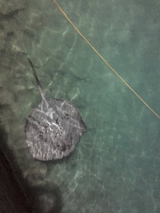 Strand Summer Island Maldives