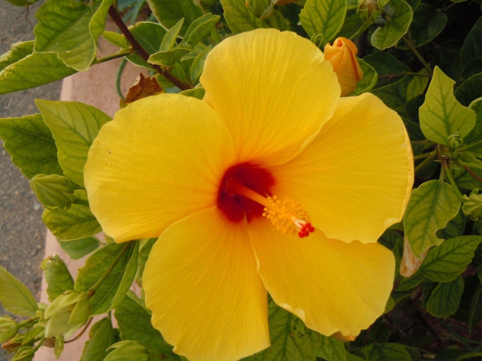 Blume Anissa Beach & Village