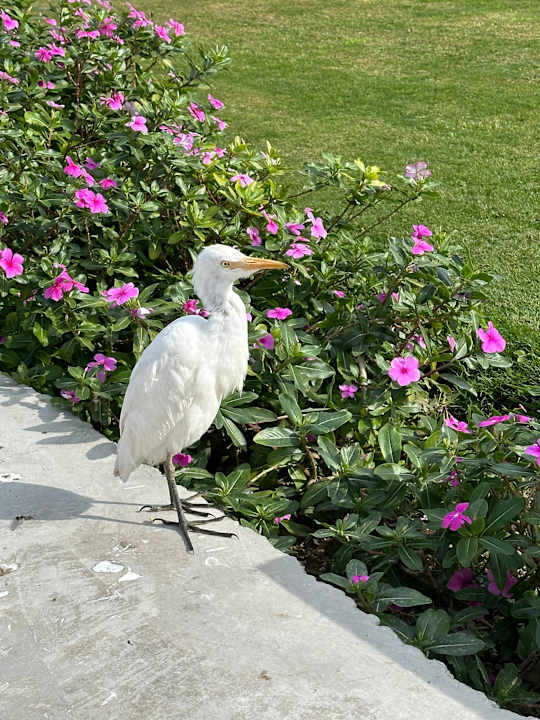 Gartenanlage Brayka Bay Resort