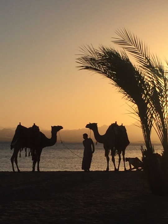 Sundowner ROBINSON SOMA BAY