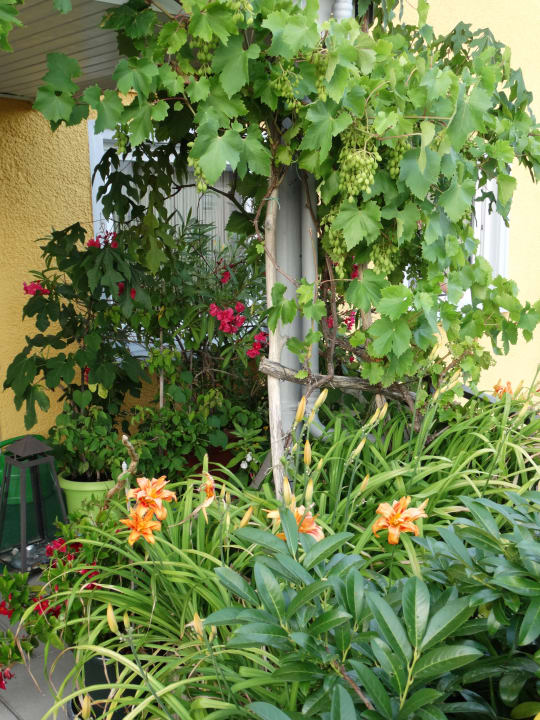 Außenansicht Bodensee-Pension Kleine Welt - Hotel Garni