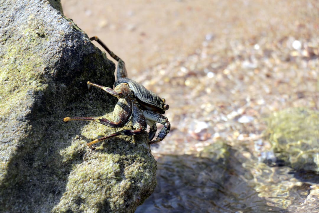 Fotos Hotelstrand/Hausriff Pickalbatros Citadel Resort